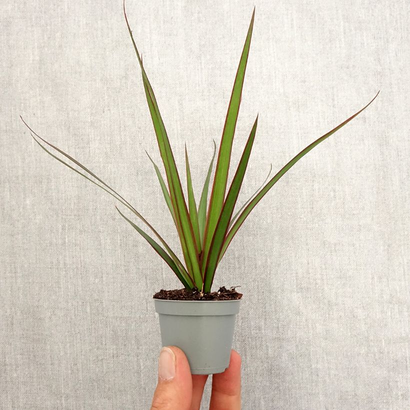 Dracaena marginata Mini-plante Ejemplar entregado en la primavera