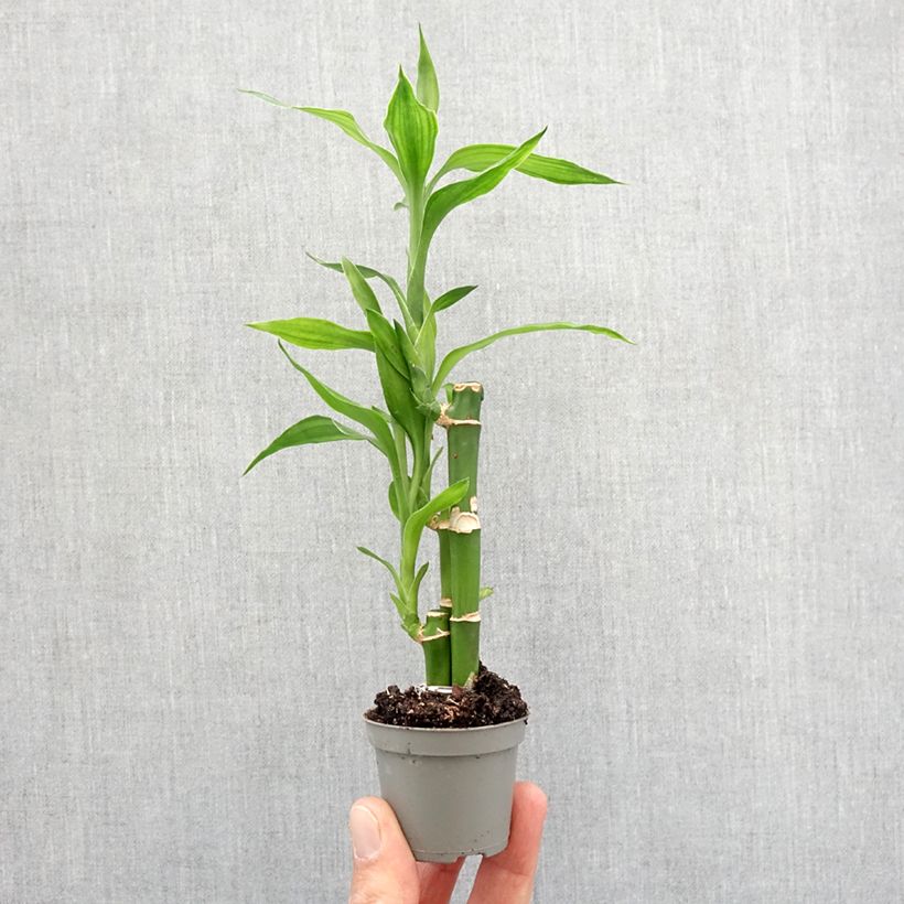 Bambú de la suerte - Dracaena sanderiana Mini-plante Ejemplar entregado en la primavera