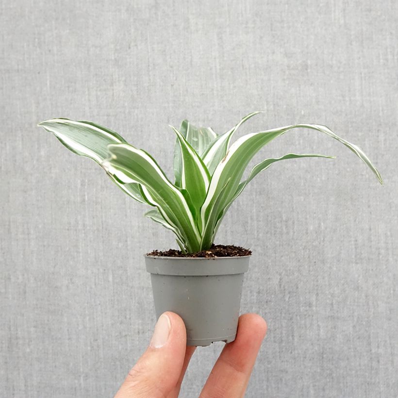 Dracaena White Jewel Mini-plante Ejemplar entregado en la primavera