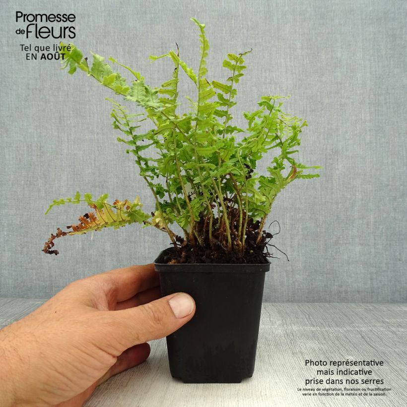 Ejemplar de Dryopteris affinis Cristata - Falso helecho macho Maceta de 8/9 cm entregado en verano
