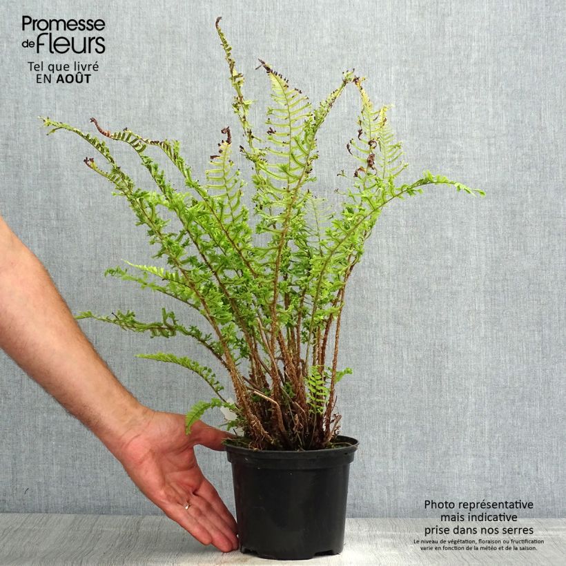 Ejemplar de Dryopteris affinis Cristata - Falso helecho macho Maceta 2L/3L entregado en verano