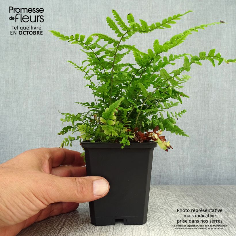 Ejemplar de Dryopteris affinis - Falso helecho macho Maceta de 8/9 cm entregado en otoño