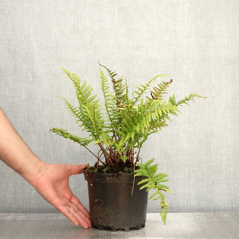 Ejemplar de Dryopteris affinis - Falso helecho macho Maceta 2L/3L entregado en otoño