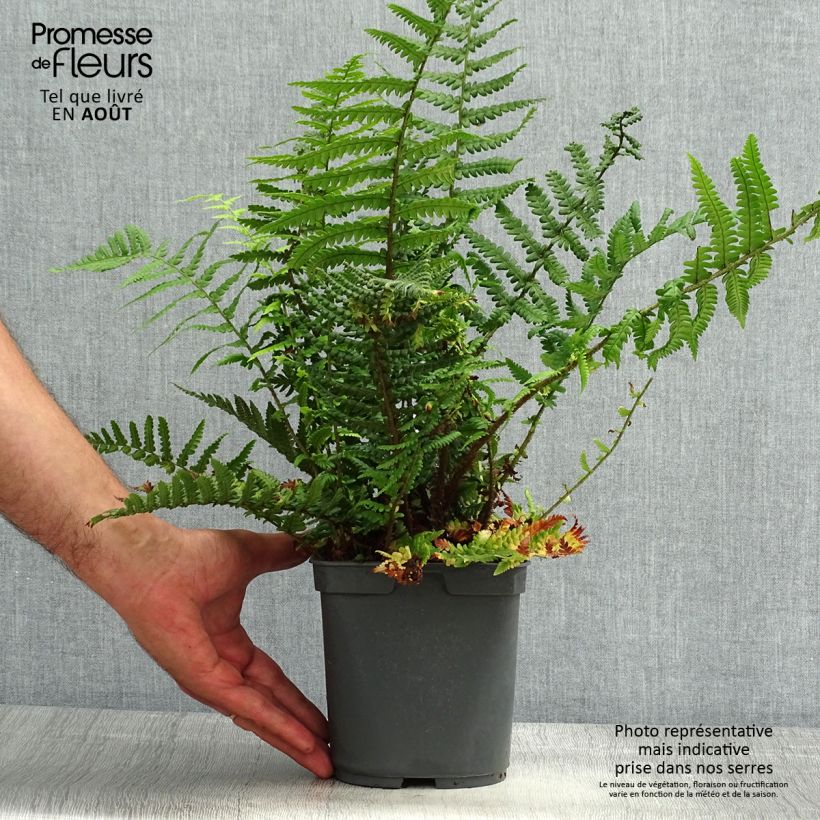 Ejemplar de Dryopteris affinis - Falso helecho macho Maceta 2L/3L entregado en verano