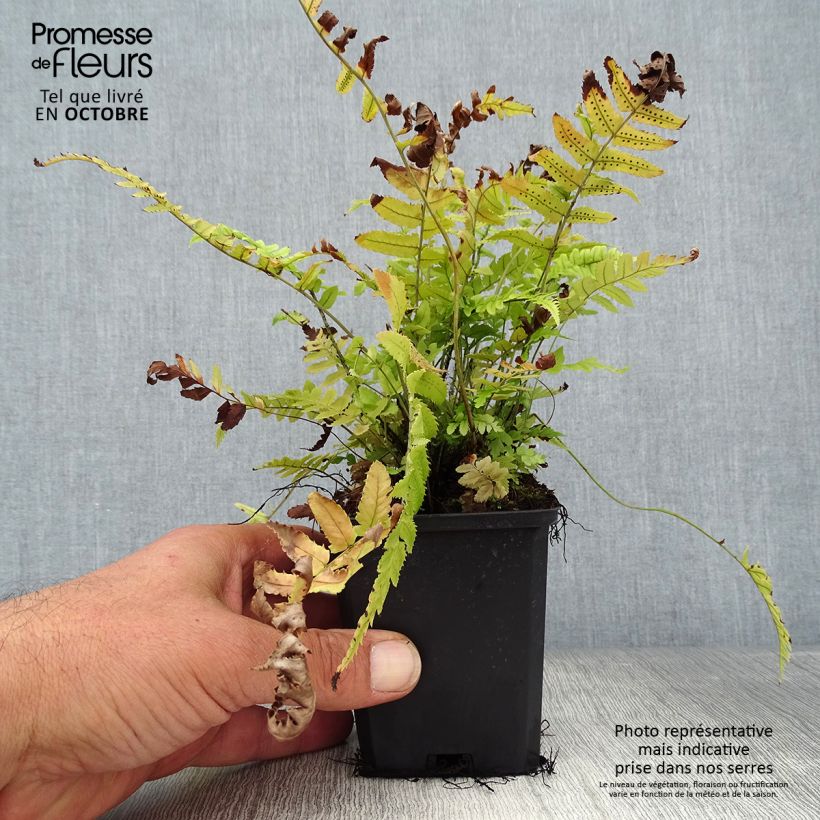 Ejemplar de Dryopteris cycadina - Helecho Maceta de 8/9 cm entregado en otoño