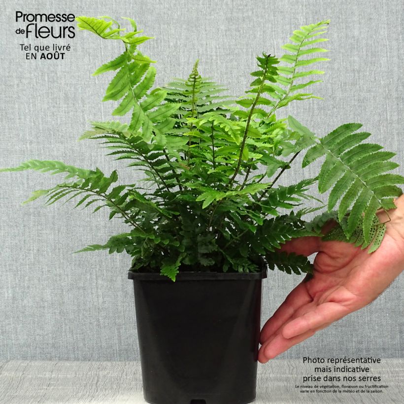 Ejemplar de Dryopteris cycadina - Helecho Maceta 2L/3LAltura de entrega aprox. 40/50cm entregado en verano