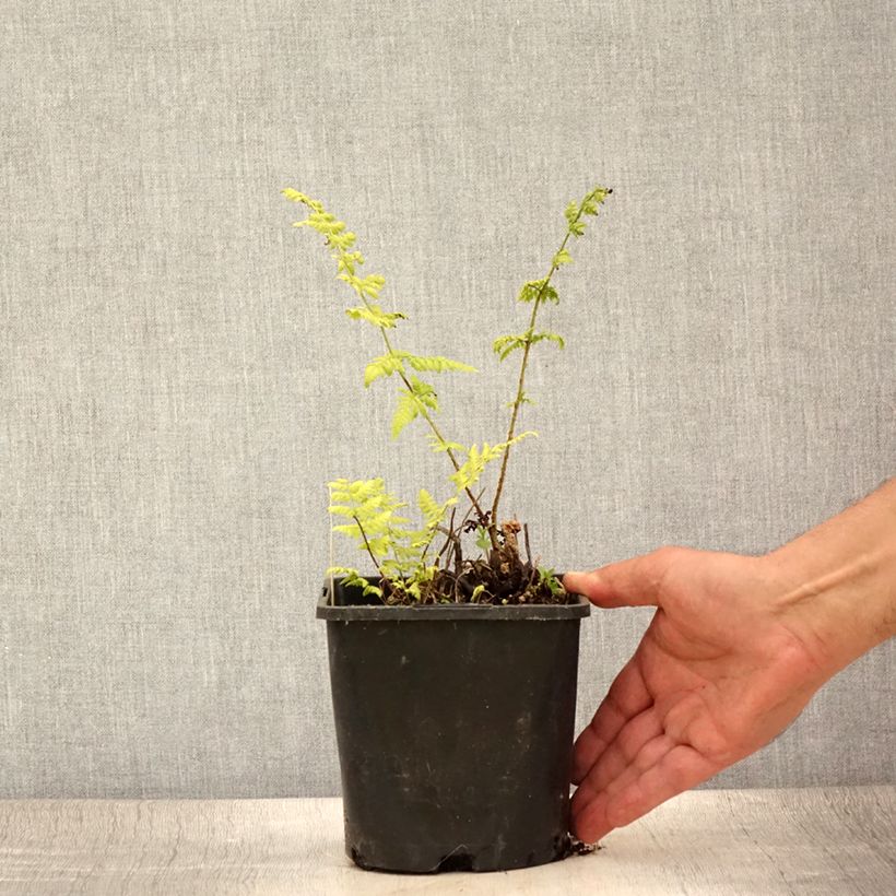 Ejemplar de Dryopteris carthusiana - Helecho cartujo Maceta 2L/3L entregado en verano