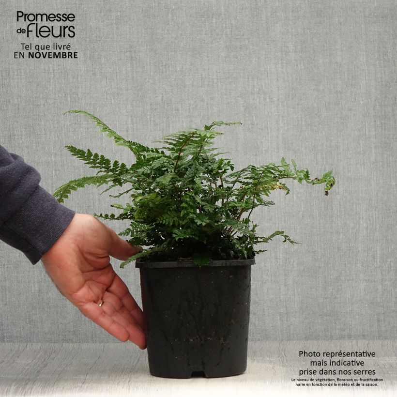 Ejemplar de Dryopteris championii - Helecho Maceta 2L/3L entregado en otoño