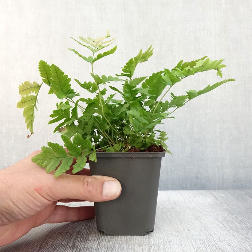 Ejemplar de Dryopteris clintoniana - Helecho Maceta de 8/9 cm entregado en otoño