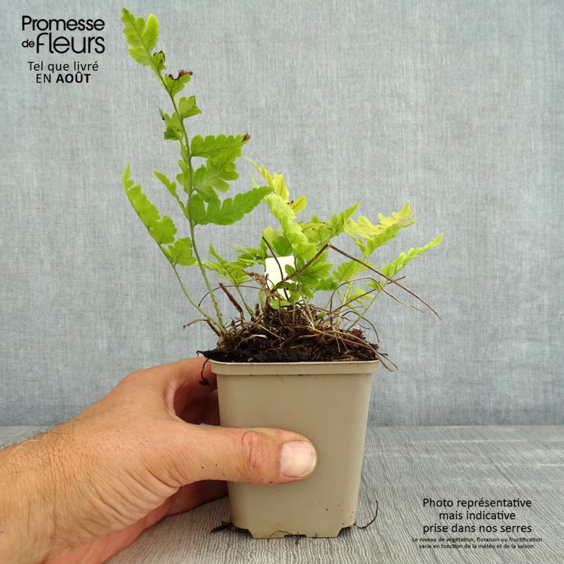 Ejemplar de Dryopteris clintoniana - Helecho Maceta de 8/9 cm entregado en verano