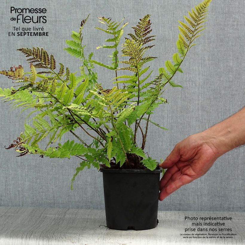 Ejemplar de Dryopteris coreano-montana - Helecho Maceta 2L/3L entregado en verano