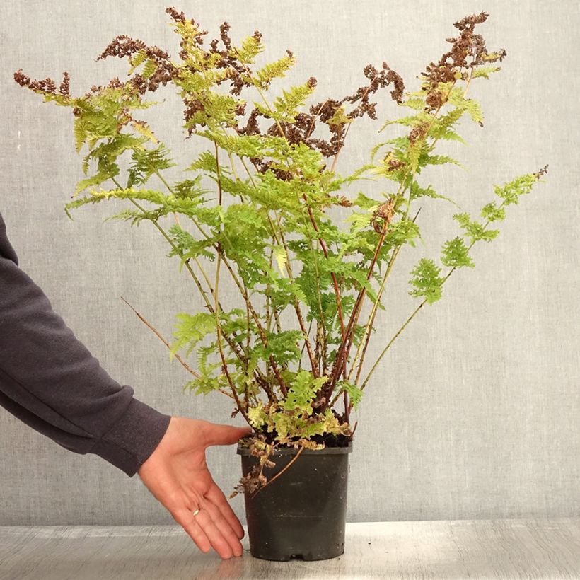 Ejemplar de Dryopteris dilatata Crispa Whiteside - Helecho macho dilatado Maceta 2L/3L entregado en otoño