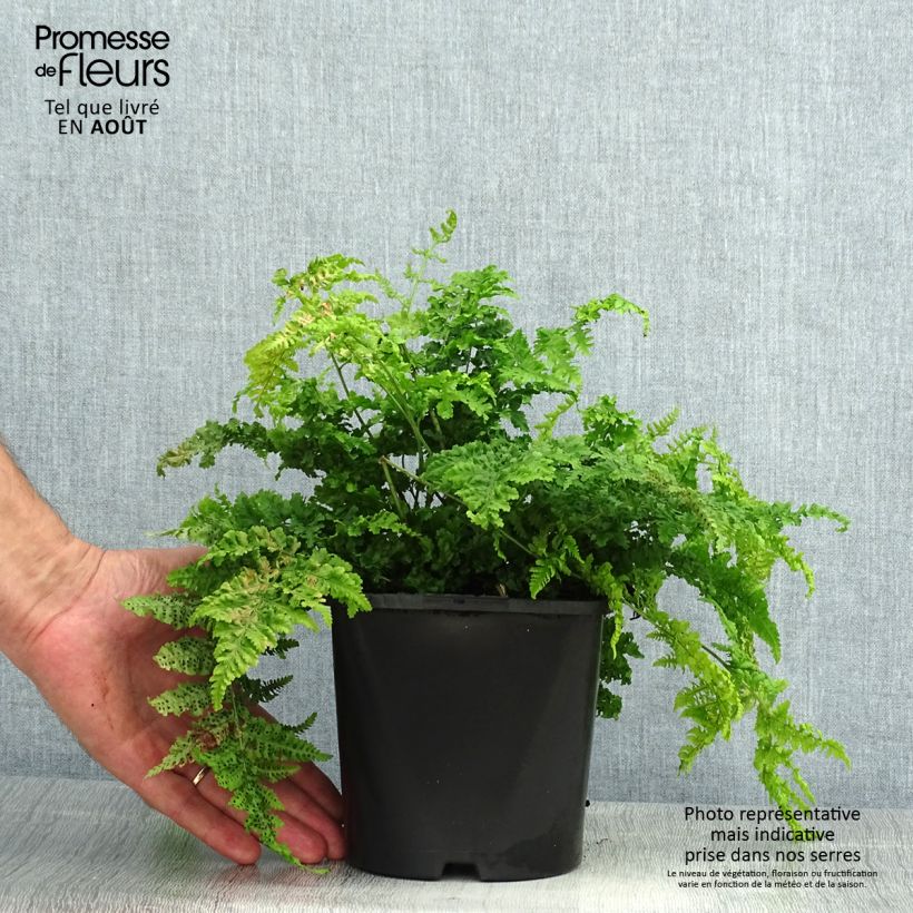 Ejemplar de Dryopteris dilatata Crispa Whiteside - Helecho macho dilatado Maceta 2L/3L entregado en verano