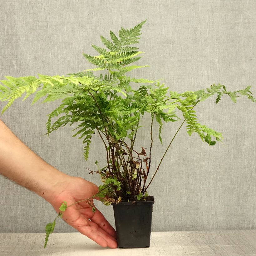 Ejemplar de Dryopteris dilatata - Helecho macho dilatado Maceta de 8/9 cm entregado en verano