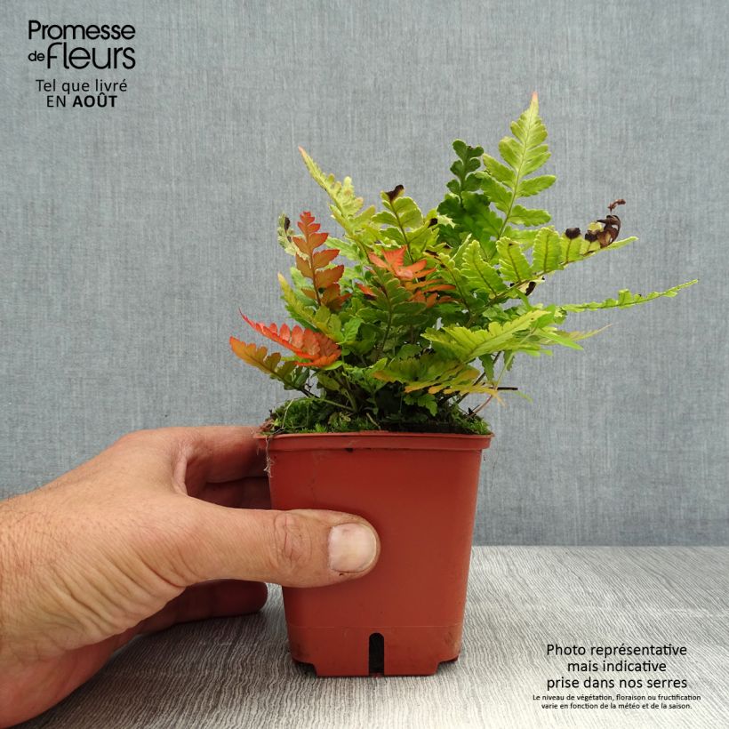 Ejemplar de Dryopteris erythrosora Prolifica - Helecho macho de sori rojos Maceta de 8/9 cm entregado en verano