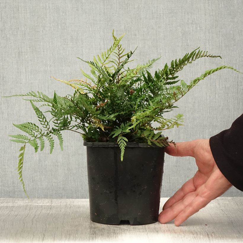 Ejemplar de Dryopteris erythrosora Prolifica - Helecho macho de sori rojos Maceta 2L/3L entregado en otoño