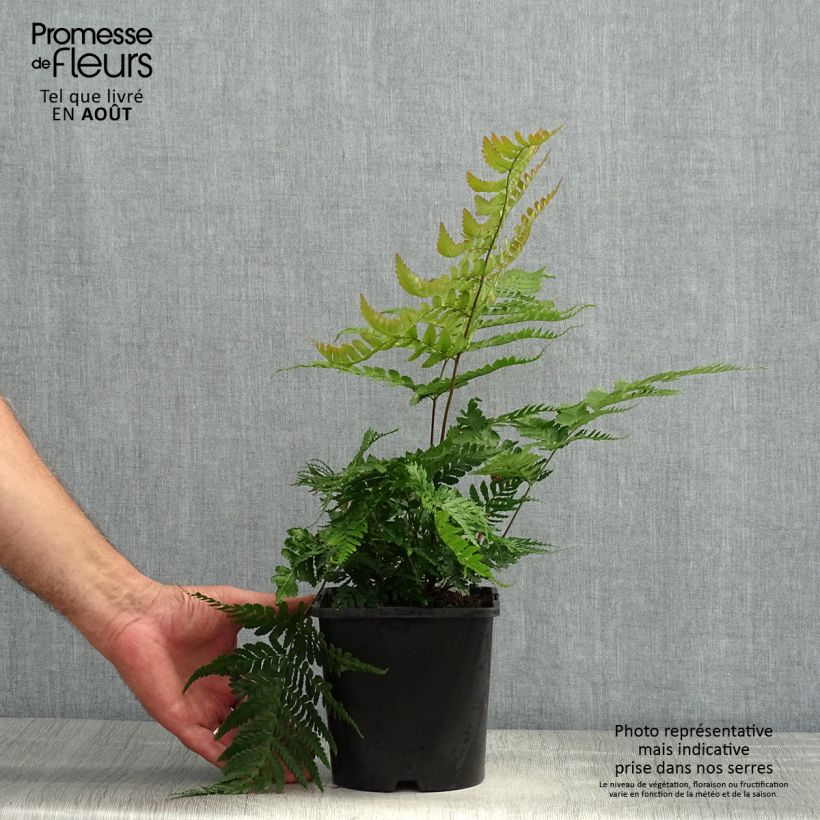 Ejemplar de Dryopteris erythrosora Prolifica - Helecho macho de sori rojos Maceta 2L/3L entregado en verano