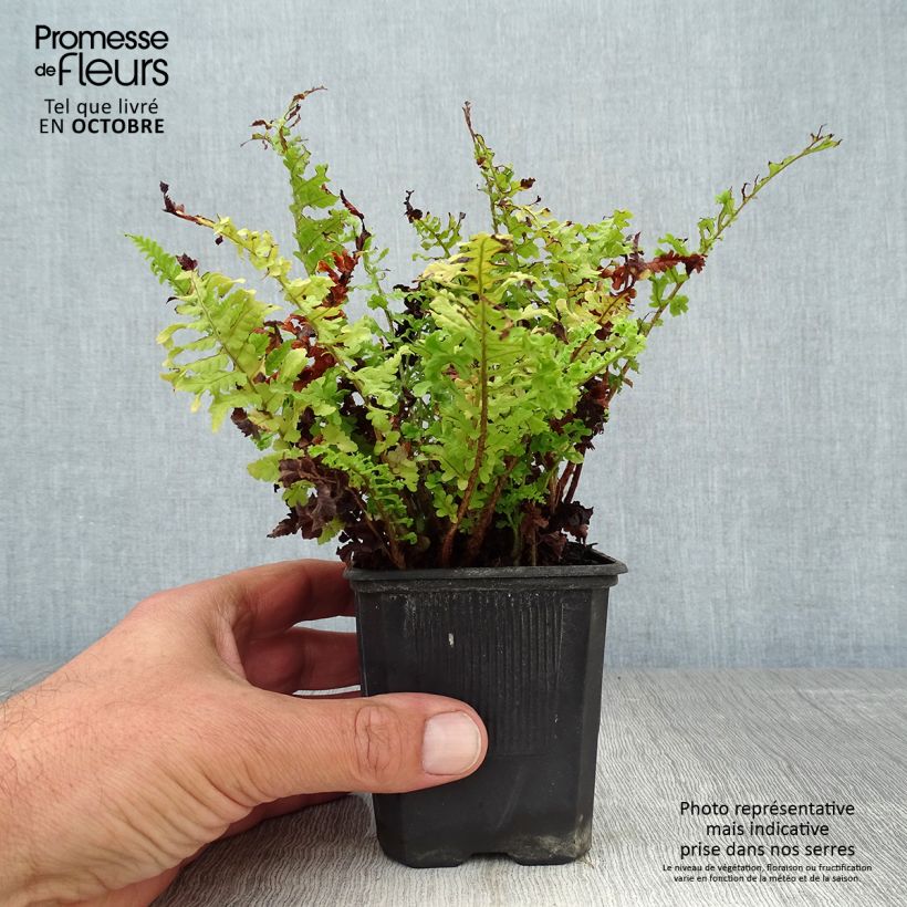Ejemplar de Dryopteris filix-mas Crispa Cristata - Helecho macho común Maceta de 8/9 cm entregado en otoño
