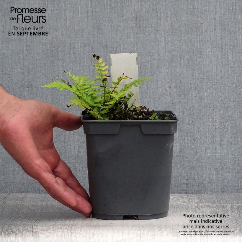 Ejemplar de Dryopteris filix-mas - Helecho macho común Maceta 2L/3L entregado en verano