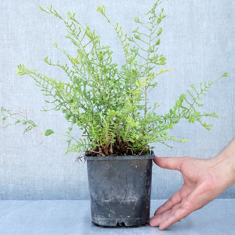 Ejemplar de Dryopteris filix-mas Linearis Polydactyla - Helecho macho común Maceta 2L/3L entregado en verano