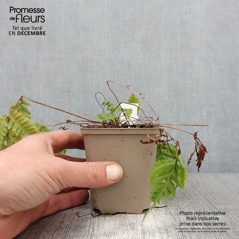 Ejemplar de Dryopteris goldieana - Helecho Maceta de 8/9 cm entregado en otoño