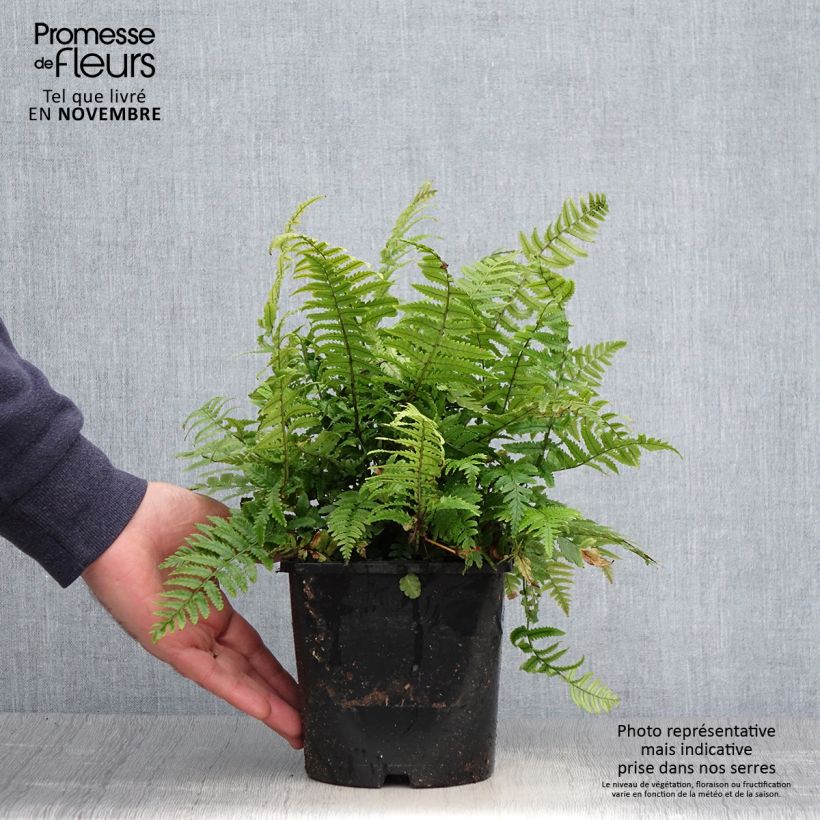 Ejemplar de Dryopteris kuratae - Helecho Maceta 2L/3L entregado en otoño