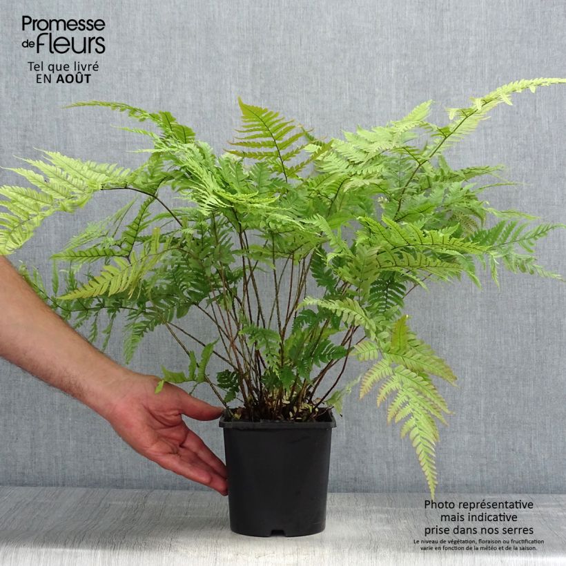 Ejemplar de Dryopteris lepidopoda - Helecho de pie escamoso Maceta 2L/3L entregado en verano