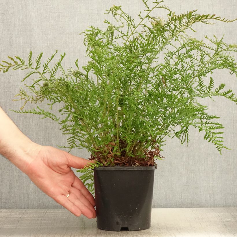 Dryopteris filix-mas Linearis Polydactyla - Helecho macho común Maceta 2L/3L Ejemplar entregado en la primavera