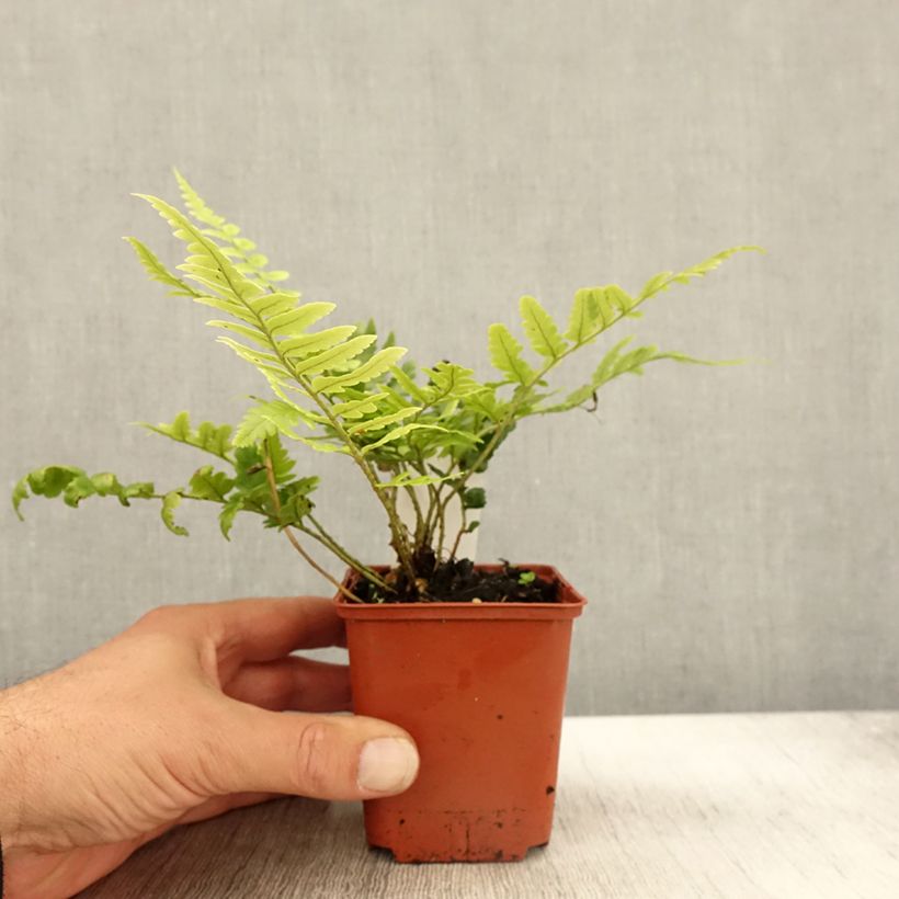 Ejemplar de Dryopteris ludoviciana - Helecho Maceta de 8/9 cm entregado en otoño