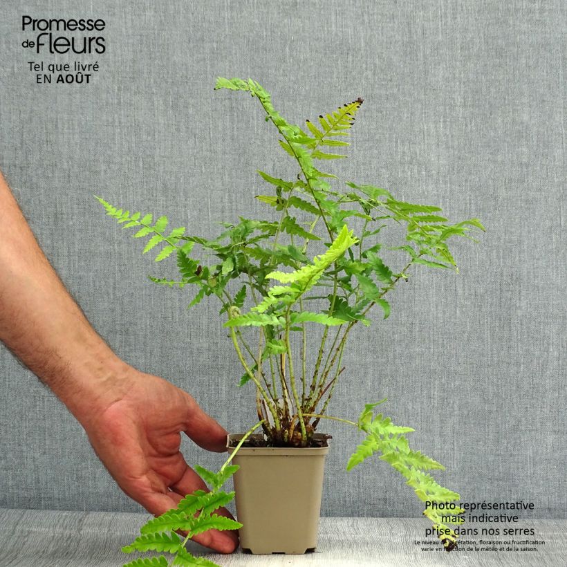 Ejemplar de Dryopteris ludoviciana - Helecho Maceta de 8/9 cm entregado en verano