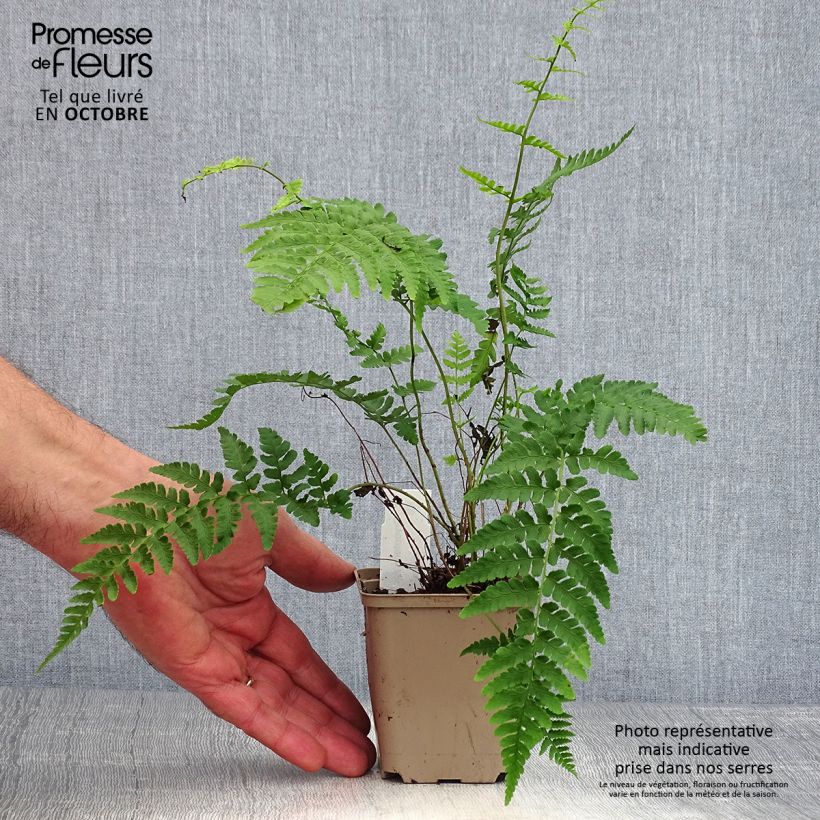 Ejemplar de Dryopteris marginalis - Helecho Maceta de 8/9 cm entregado en otoño
