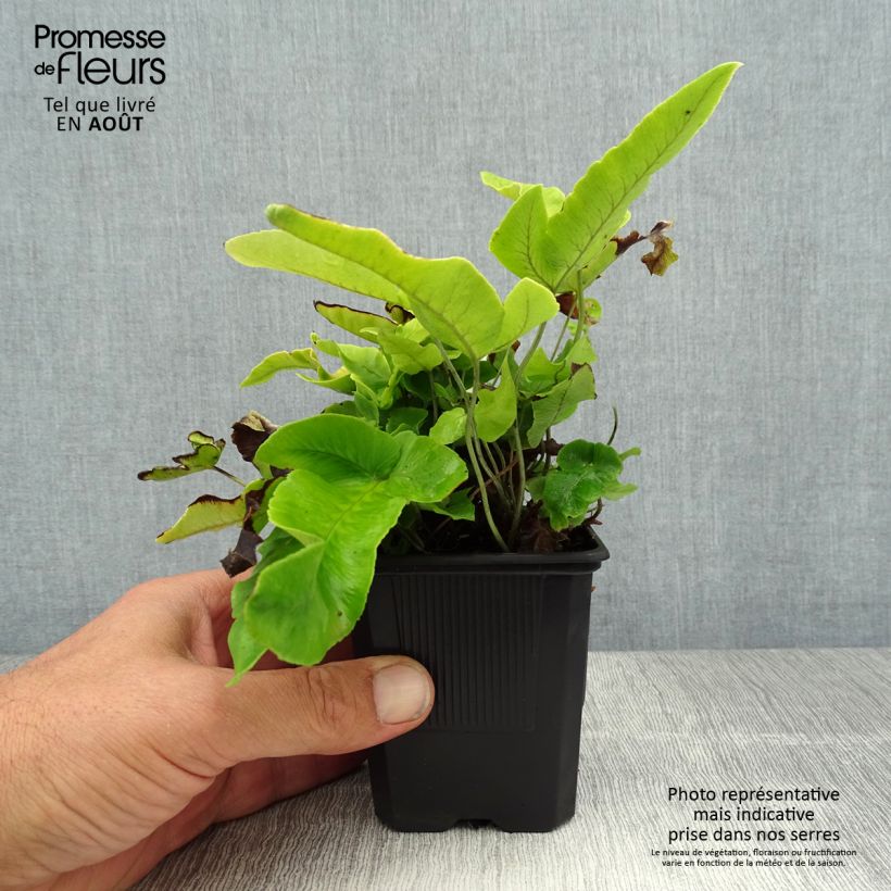 Ejemplar de Dryopteris sieboldii - Helecho Maceta de 8/9 cm entregado en verano