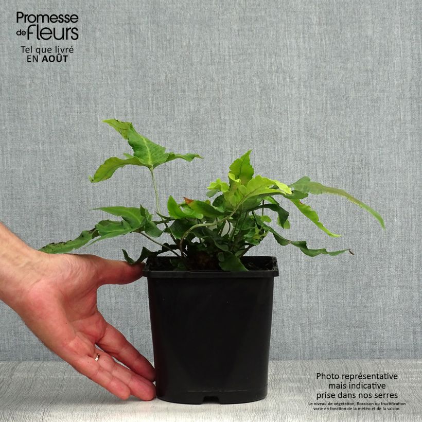 Ejemplar de Dryopteris sieboldii - Helecho Maceta 2L/3L entregado en verano
