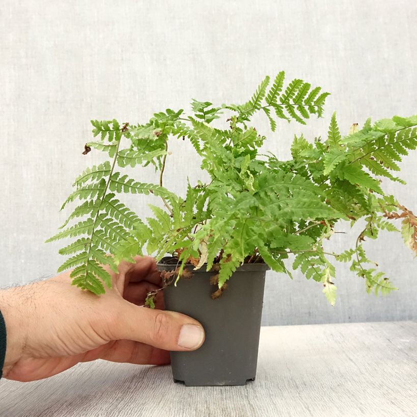 Ejemplar de Dryopteris stewartii - Helecho Maceta de 8/9 cm entregado en otoño