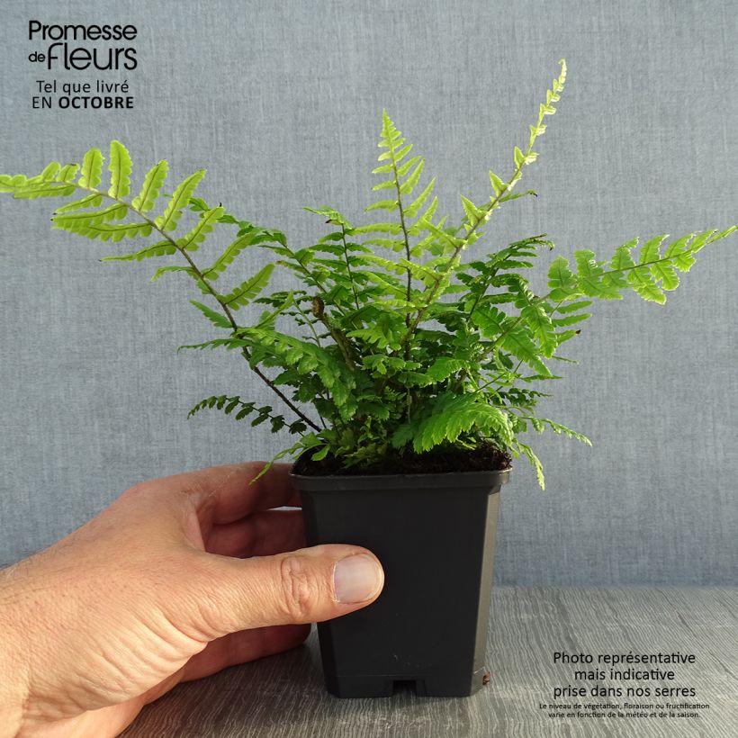 Ejemplar de Dryopteris wallichiana - Helecho de Wallich Maceta de 8/9 cm entregado en otoño