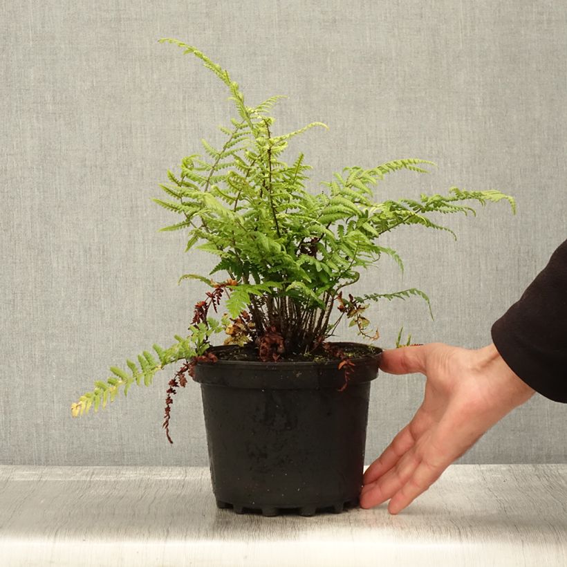 Ejemplar de Dryopteris wallichiana - Helecho de Wallich Maceta 2L/3L entregado en otoño