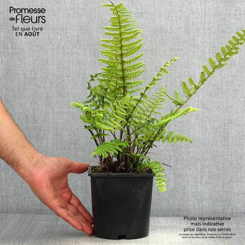 Ejemplar de Dryopteris wallichiana - Helecho de Wallich Maceta 2L/3L entregado en verano