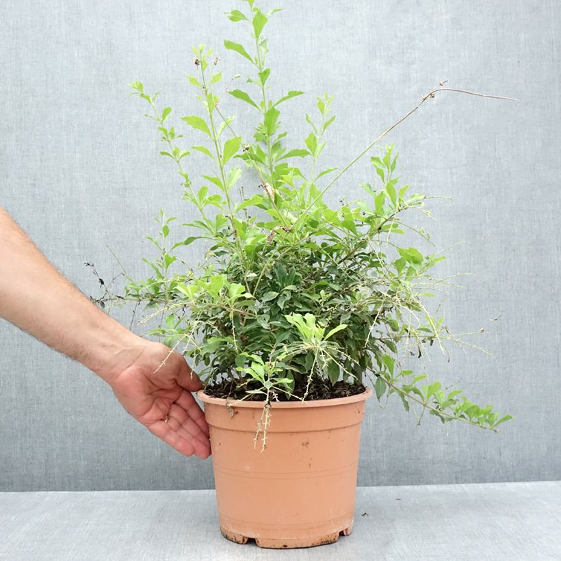 Ejemplar de Duranta repens Maceta 4L/5L entregado en verano