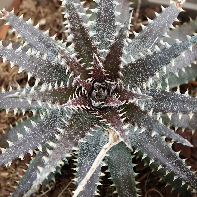 Dyckia Brittle Star - Hoja de Sierra (Follaje)