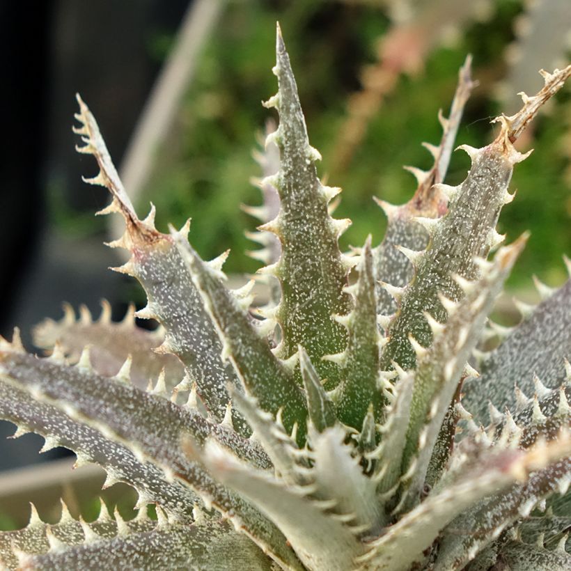 Dyckia Grand Marnier - Hoja de Sierra (Follaje)