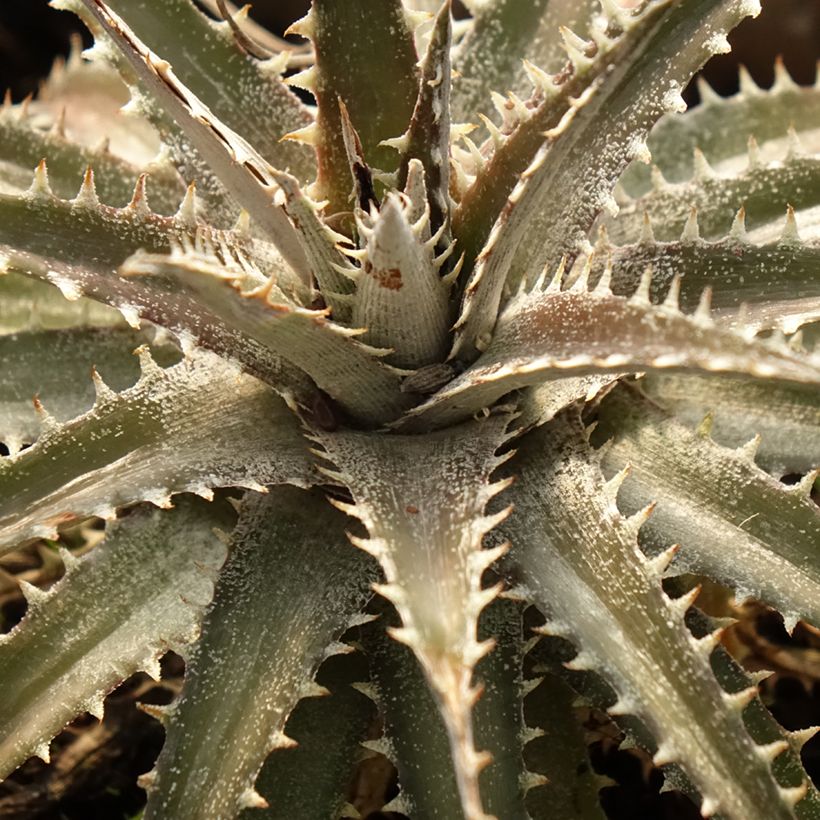 Dyckia Grand Marnier - Hoja de Sierra (Follaje)