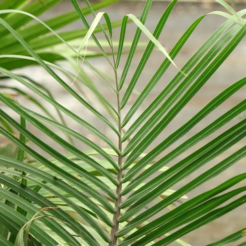Dypsis decaryi - Palmera triangular (Follaje)