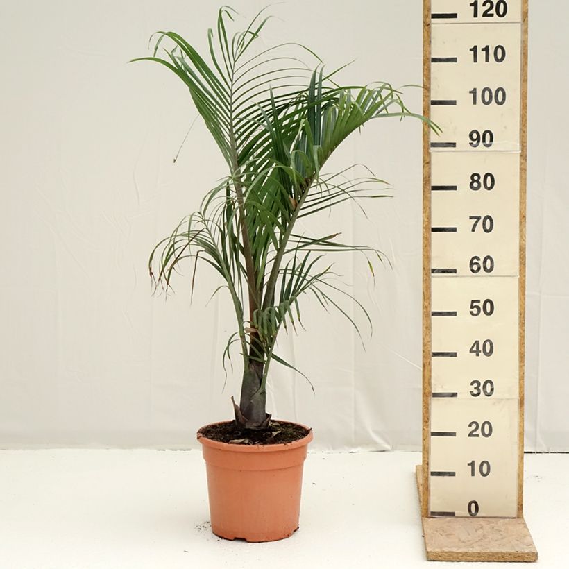 Dypsis decaryi - Palmera triangular Maceta 7,5L/10LAltura de entrega aprox. 40/60cm Ejemplar entregado en la primavera