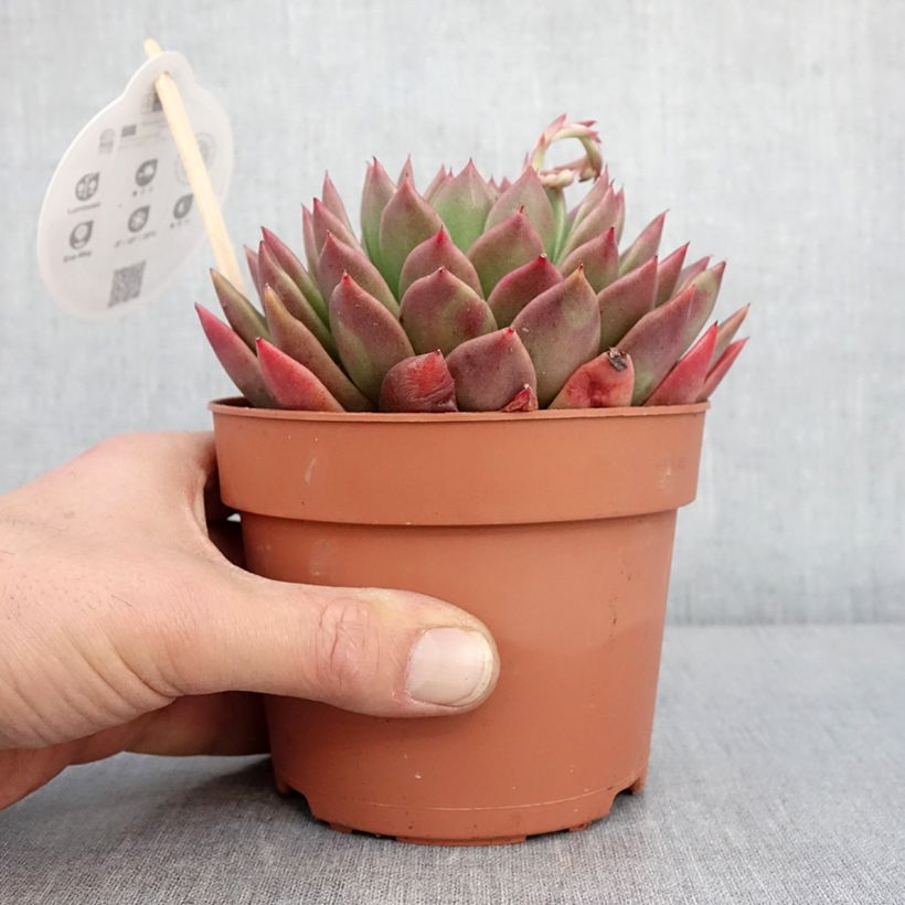 Echeveria agavoides Maceta 1L/1,5L Ejemplar entregado en invierno
