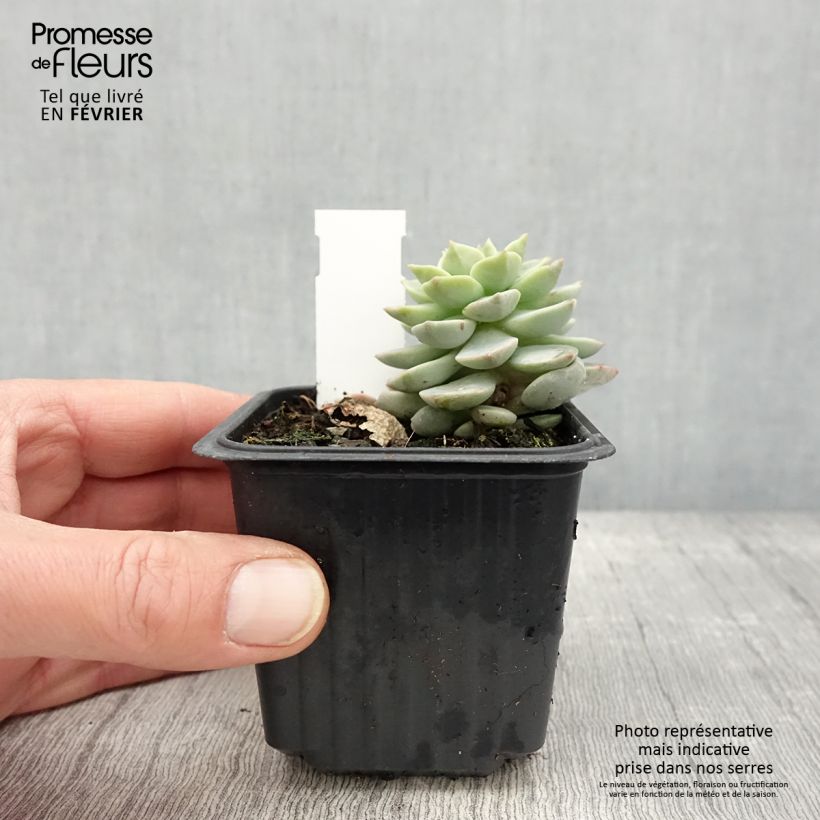 Echeveria derenbergii Maceta de 8/9 cm Ejemplar entregado en invierno
