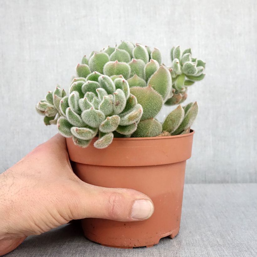 Echeveria setosa Maceta 1L/1,5L Ejemplar entregado en invierno