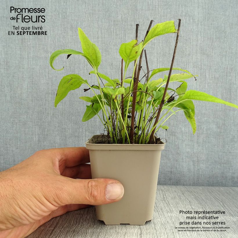 Ejemplar de Echinacea purpurea Avalanche Maceta de 8/9 cm entregado en verano