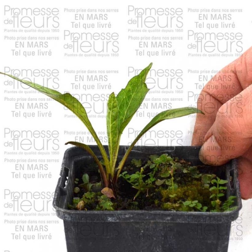 Ejemplo de ejemplar de Echinacea purpurea Catharina Maceta de 8/9 cm tal y como se entrega