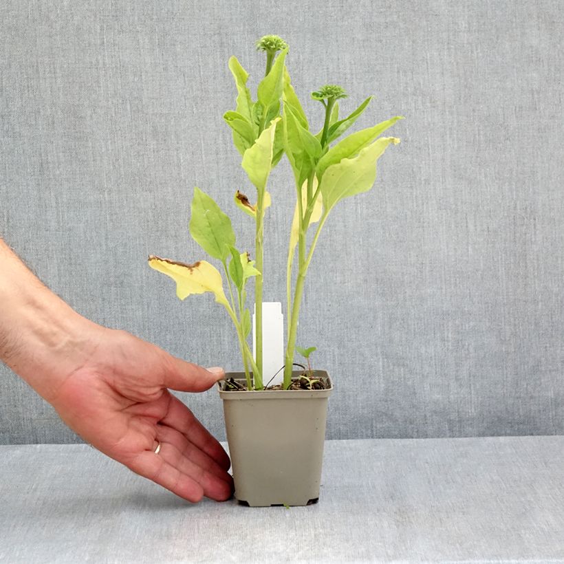 Ejemplar de Echinacea purpurea Chiquita Maceta de 8/9 cm entregado en verano