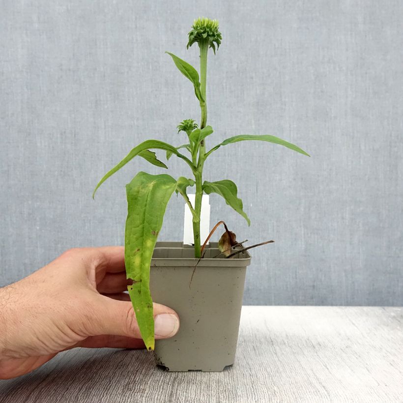 Ejemplar de Echinacea purpurea Chiquita Maceta de 8/9 cm entregado en otoño